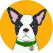 CBD Dog Health screenshot